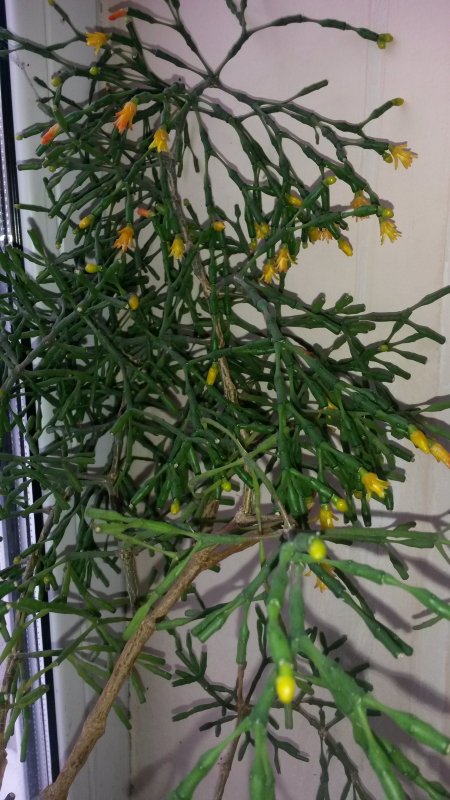 Хатиора саликорниевидная (Hatiora salicornioides)