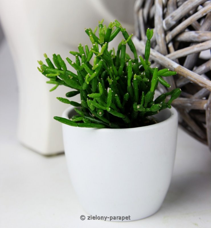 Рипсалис Барчела (Rhipsalis burchellii)