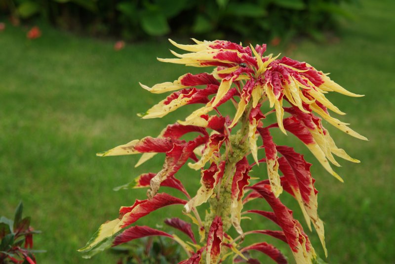 Amaranthus Tricolor Амарант трехцветный