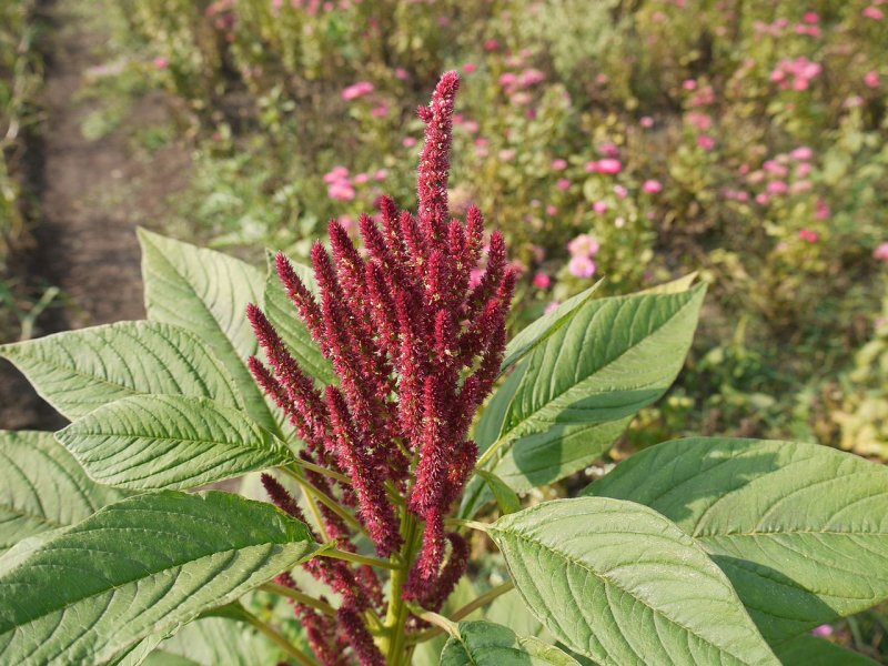 Amaranthus paniculatus Амарант метельчатый