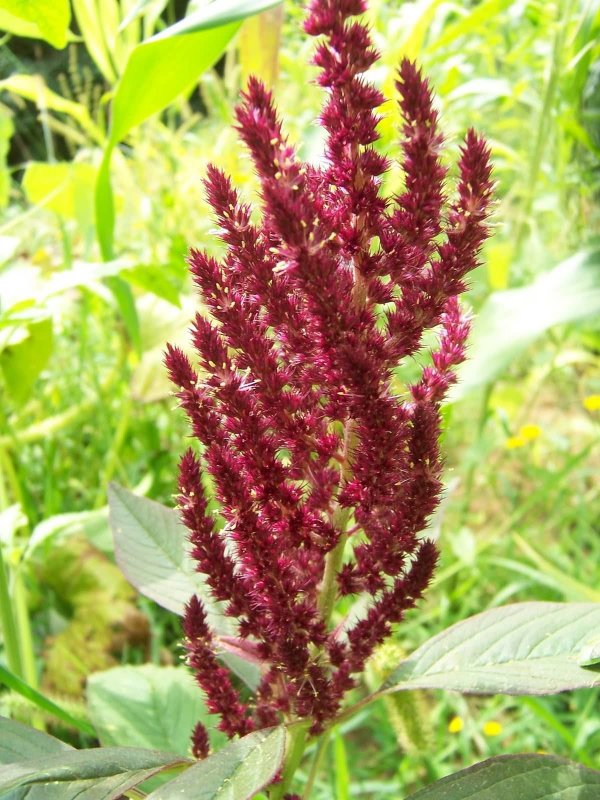 Амарант щирица