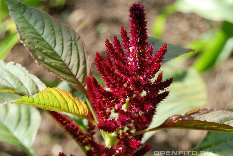 Амарант Колосистый (Amaranthus retroflexus l.)