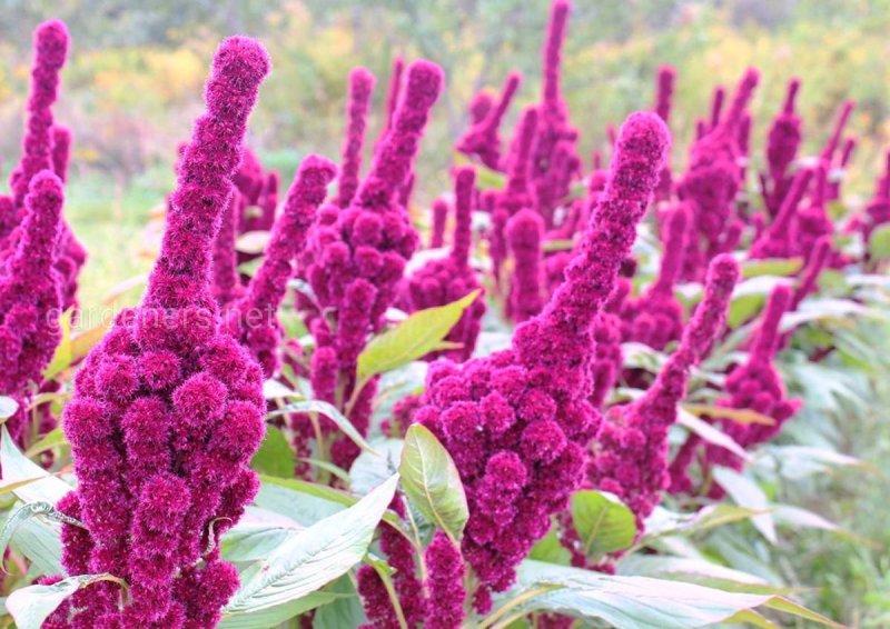 Amaranth (e123