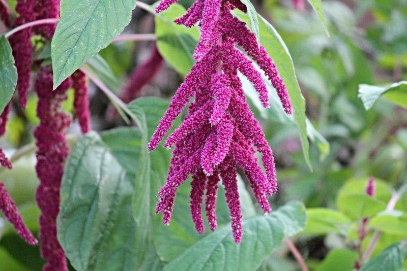 Амарант Колосистый (Amaranthus retroflexus l.)