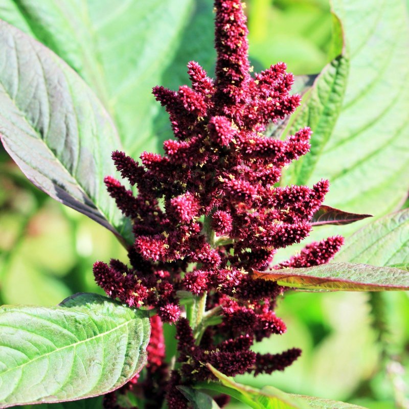 Амарант Колосистый (Amaranthus retroflexus l.)