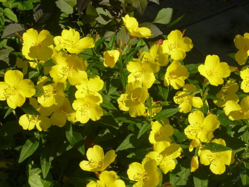 Энотера миссурийская (Oenothera missouriensis)