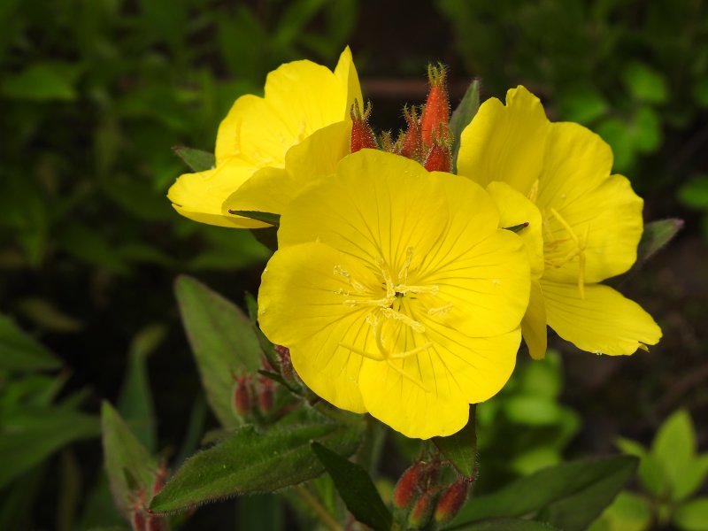 Энотера миссурийская (Oenothera missouriensis)