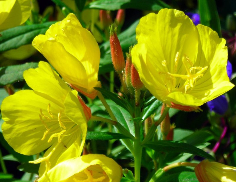 Энотера кустарниковая Oenothera fruticosa
