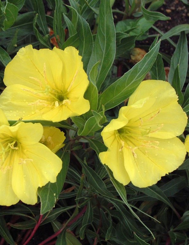 Энотера миссурийская (Oenothera missouriensis)