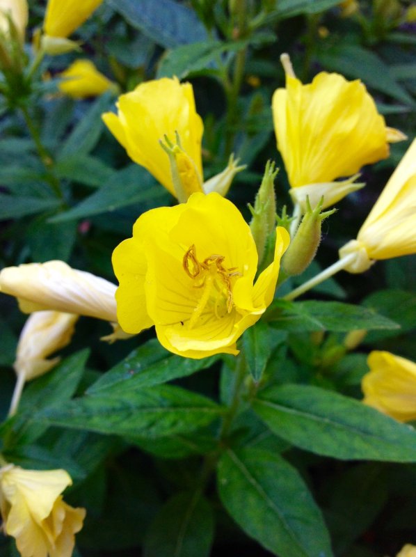 Энотера 'Pink Evening Primrose'