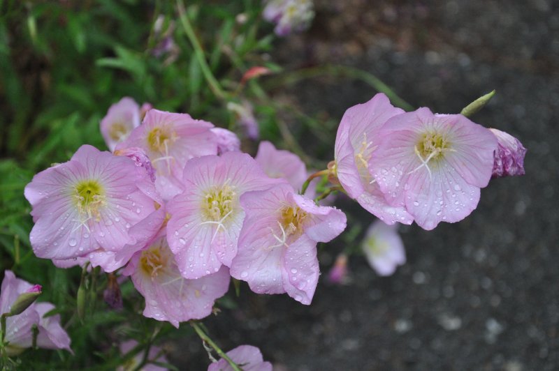 Oenothera missouriensis