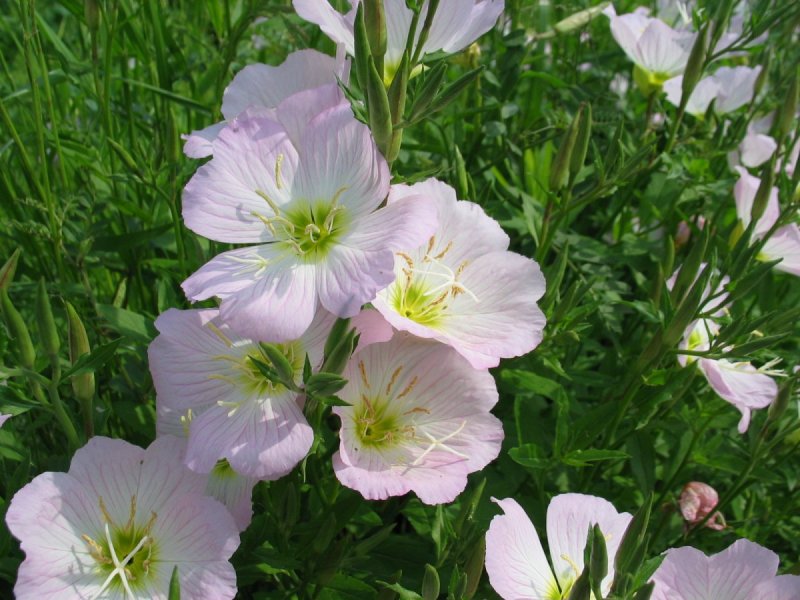 Oenothera fruticosa