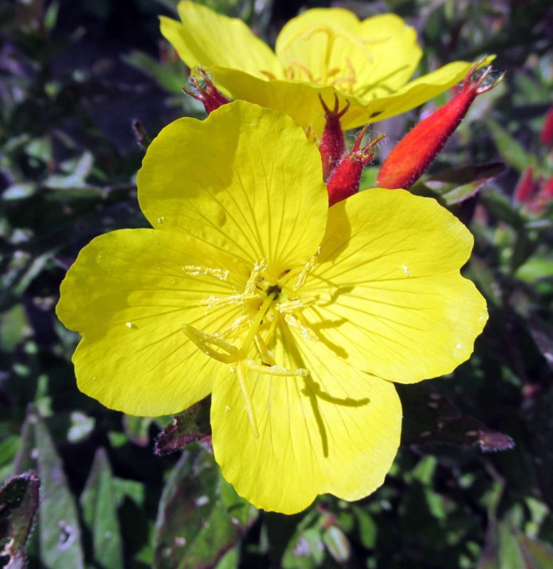 Oenothera biennis Oil