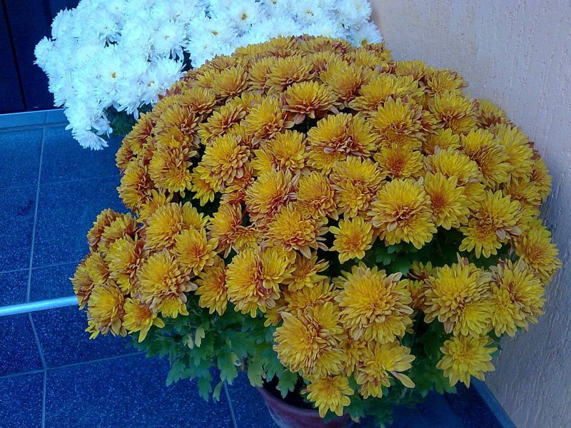 Хризантема мультифлора Элиса
