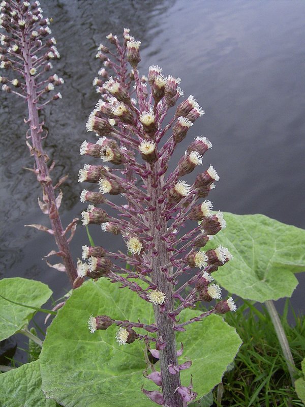 Белокопытник (Petasites)