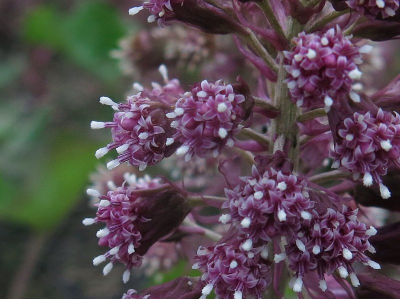 Белокопытник гибридный (Petasítes hýbridus)