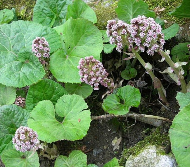 Белокопытник Petasites hybridus