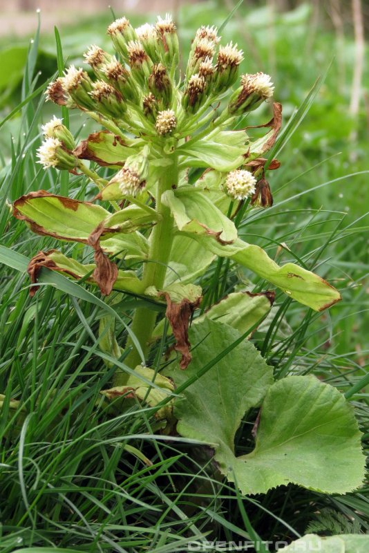 Белокопытник гибридный (Petasítes hýbridus)