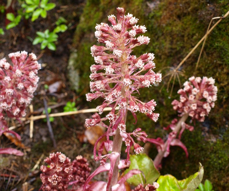 Белокопытник гибридный Petasites hybridus