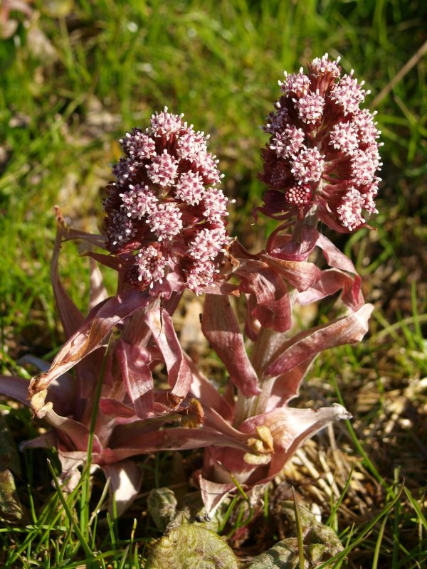 Белокопытник Petasites hybridus