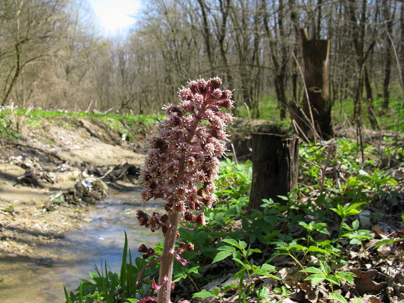 Белокопытник гибридный (Petasítes hýbridus)