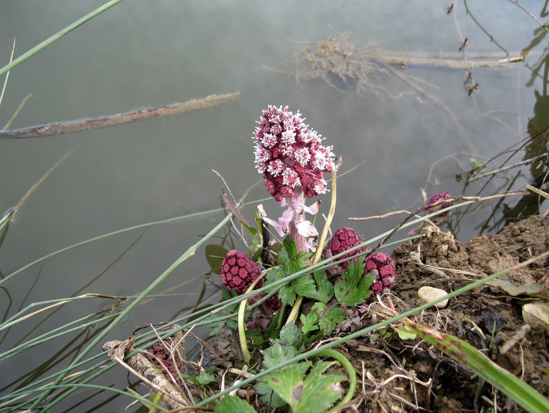 Белокопытник гибридный (Petasítes hýbridus)