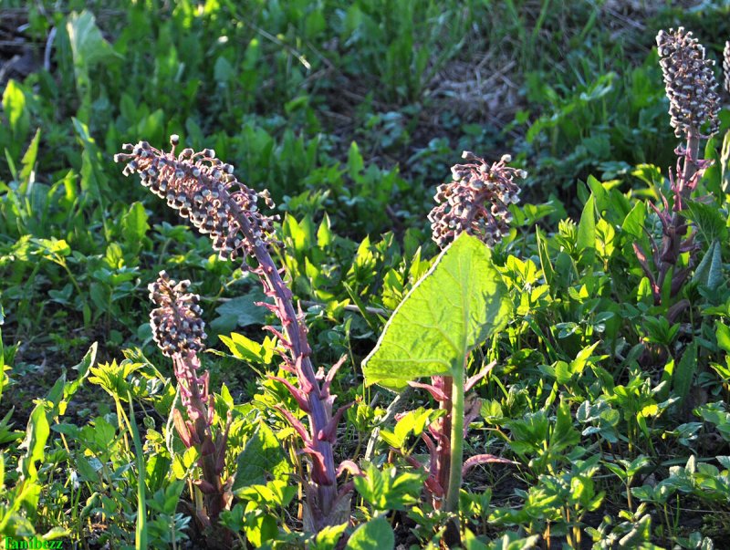 Белокопытник гибридный (Petasítes hýbridus)