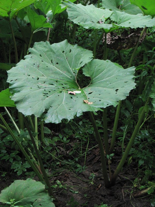 Белокопытник Petasites hybridus