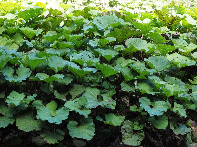 Petasites Amplus
