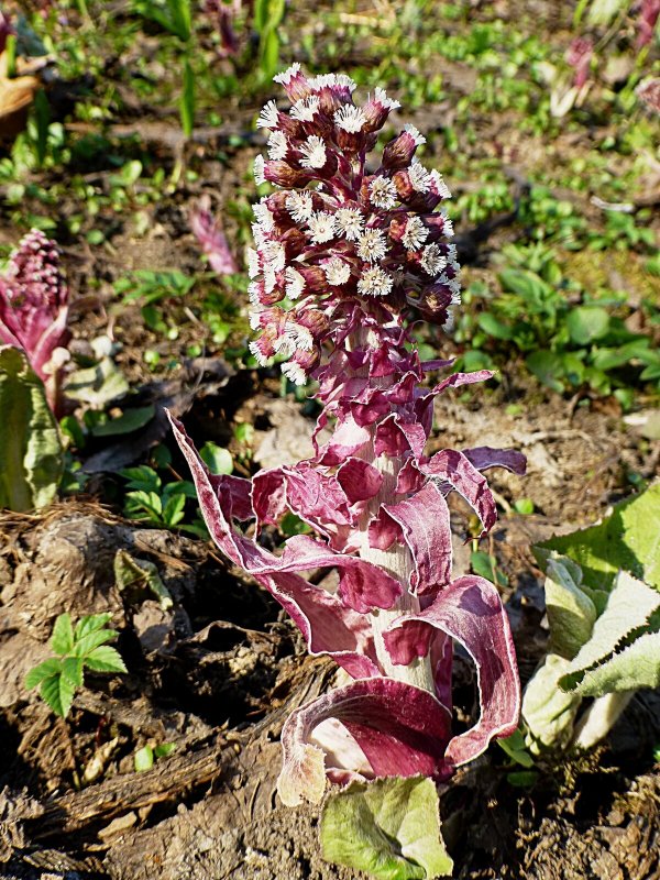 Белокопытник (Petasites)