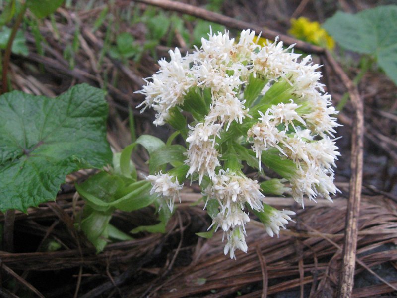 Белокопытник (Petasites)