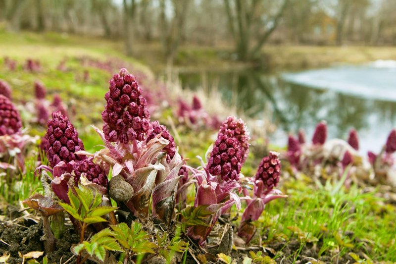 Белокопытник гибридный (Petasítes hýbridus)