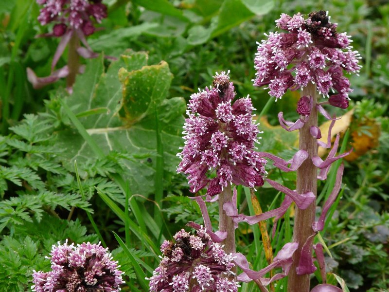 Petasites hybridus