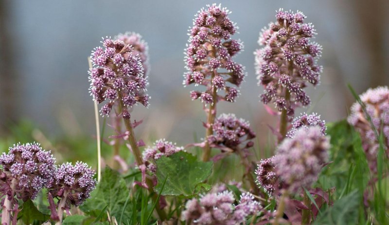Белокопытник гибридный (Petasítes hýbridus)