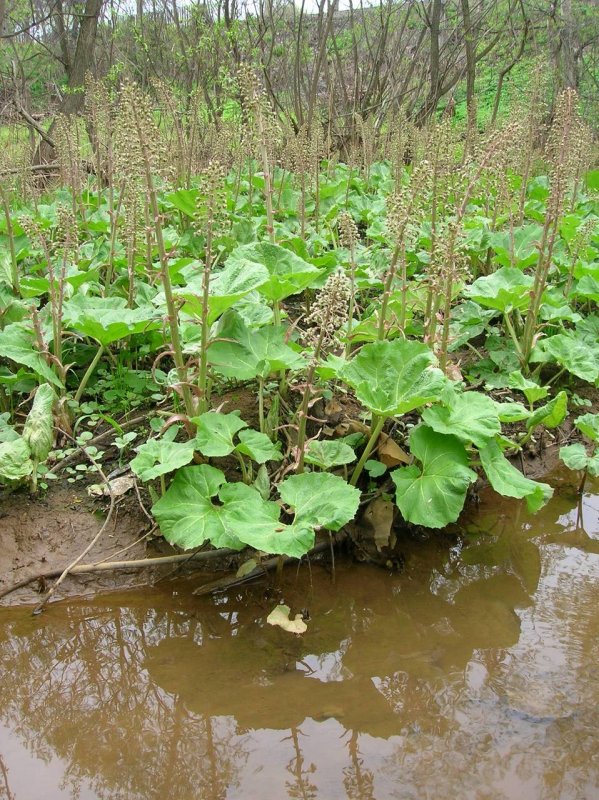 Белокопытник (Petasites)