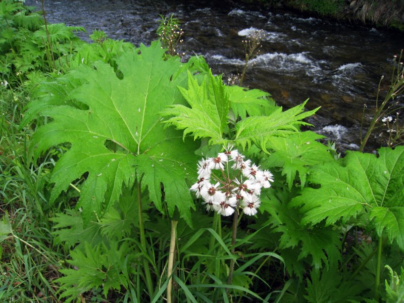 Белокопытник (Petasites)
