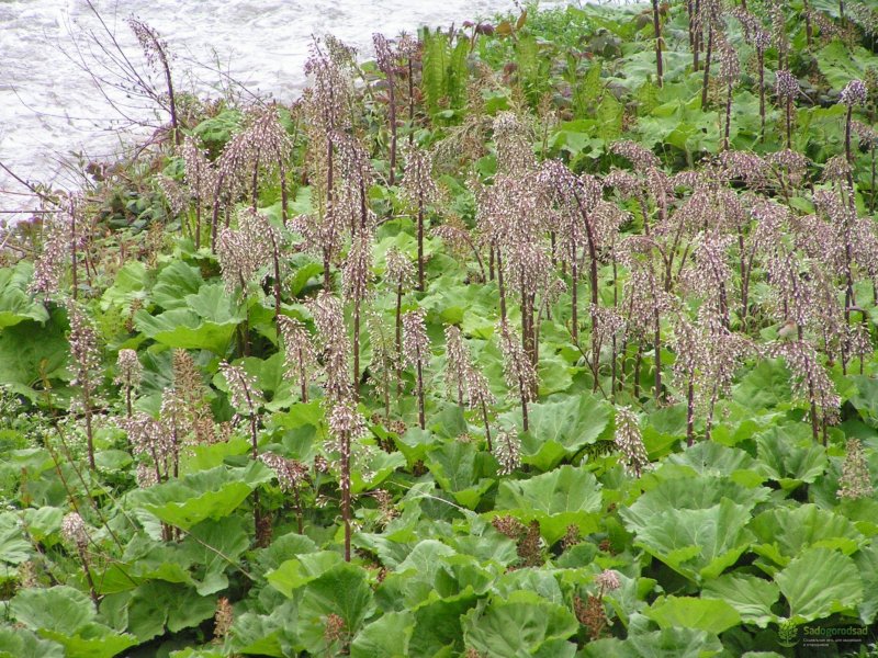 Белокопытник (Petasites)