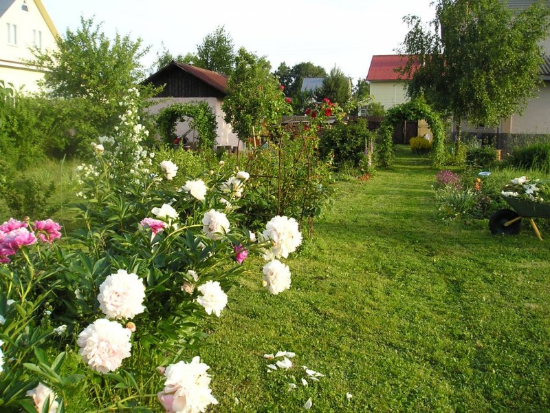 Пионы на садовом участке
