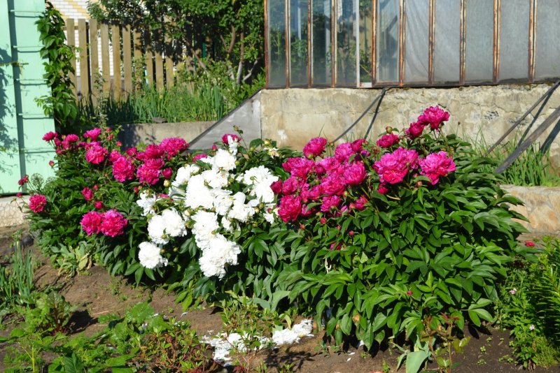 Флоксы бархатцы пион роза
