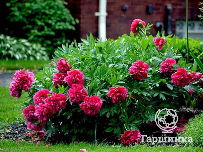 Пионы для патио зон