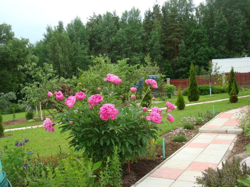 Пионы в ландшафте