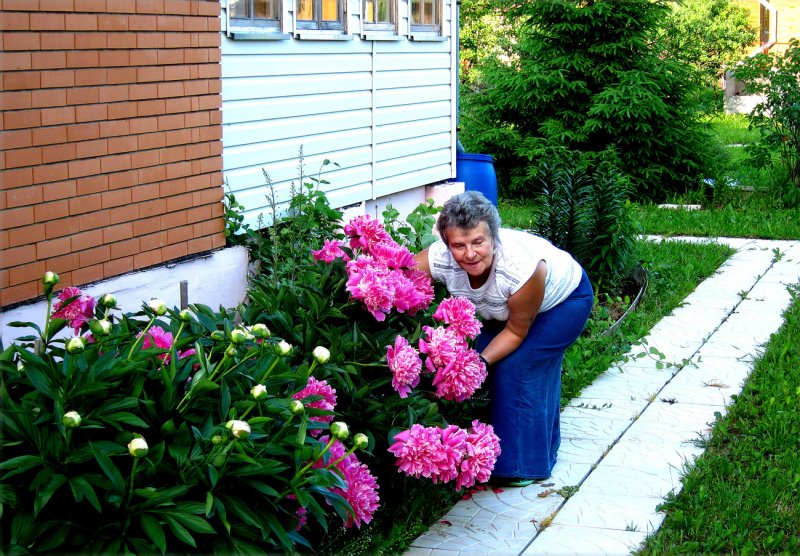 Пионы на дачном участке