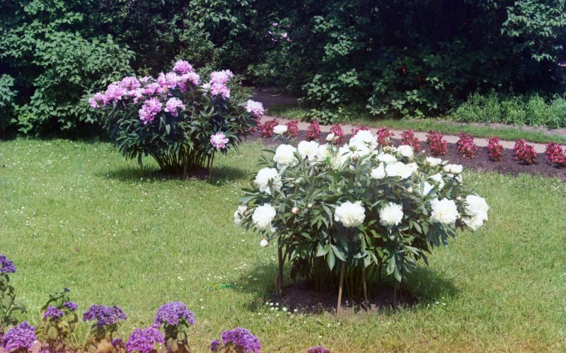 Солитер цветник