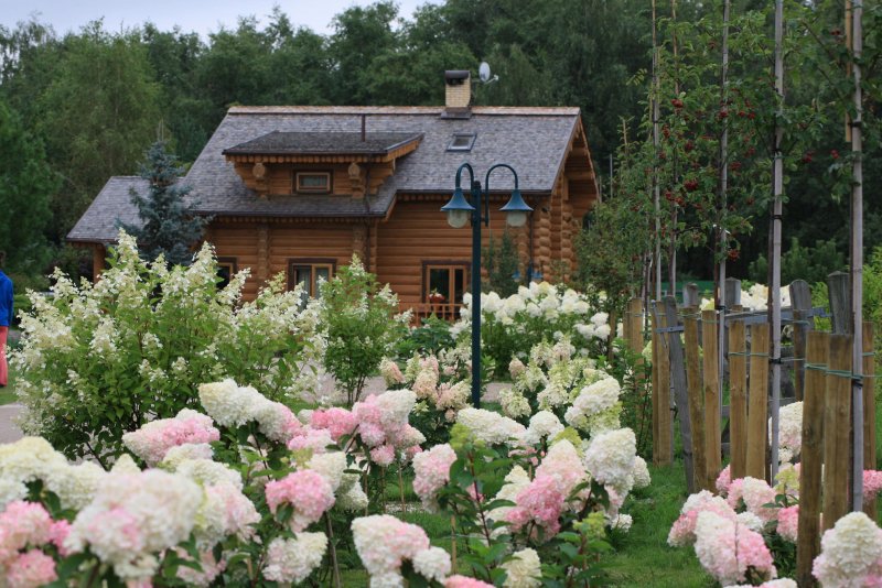 Пионы на даче