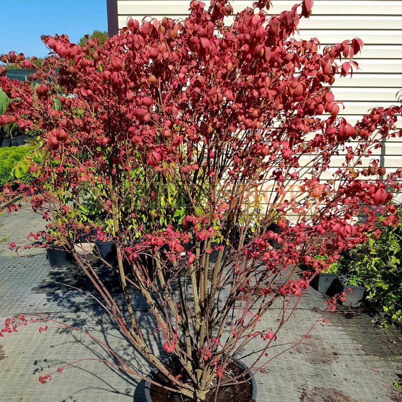 Бересклет крылатый (Euonymus alatus Compactus