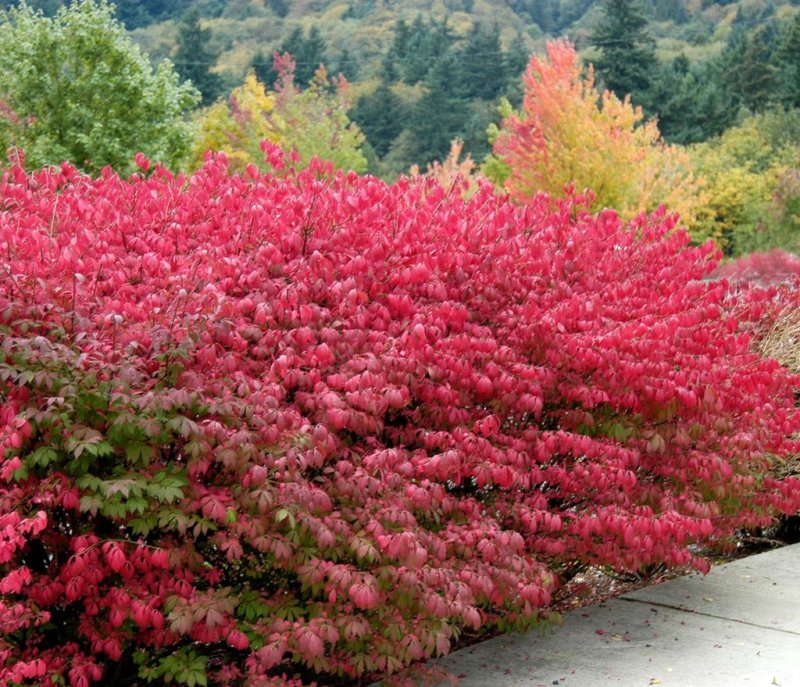 Бересклет крылатый Компактус Euonymus alatus Compactus
