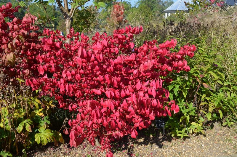 Бересклет крылатый Компактус Euonymus alatus Compactus