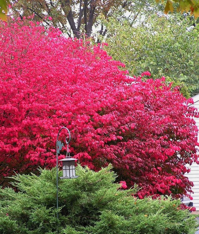Бересклет крылатый Euonymus alatus
