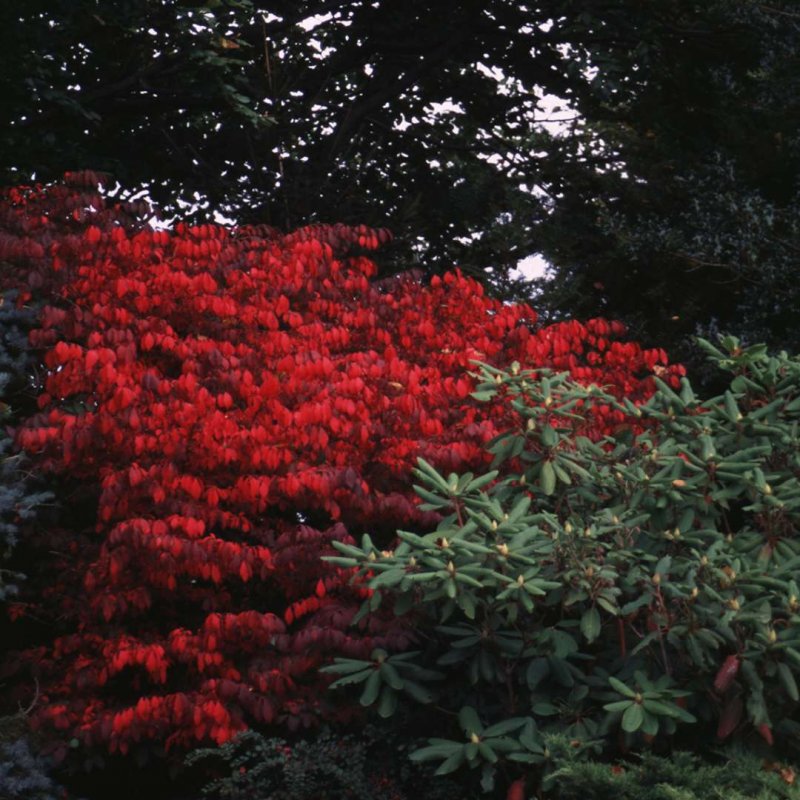 Euonymus alatus 'Compactus'