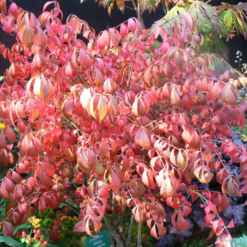 Euonymus alatus 'Compactus'